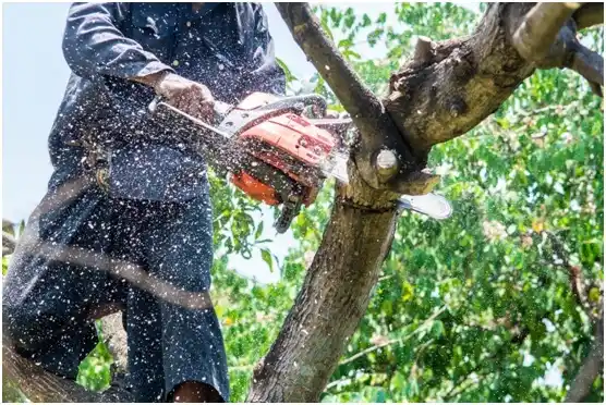 tree services Waitsburg